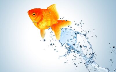 4 induction must-dos to get the best from your new starter