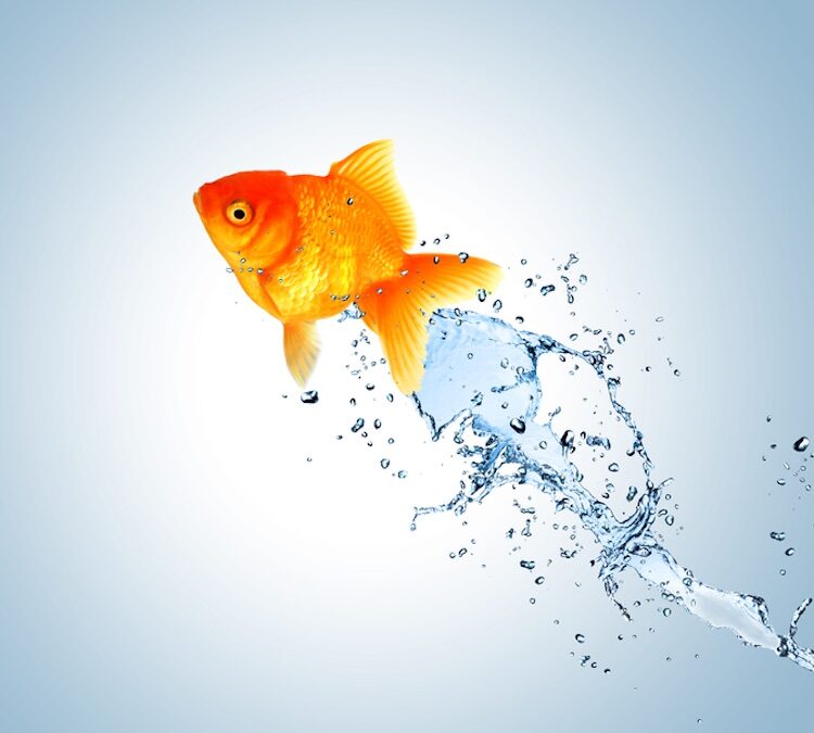 4 induction must-dos to get the best from your new starter