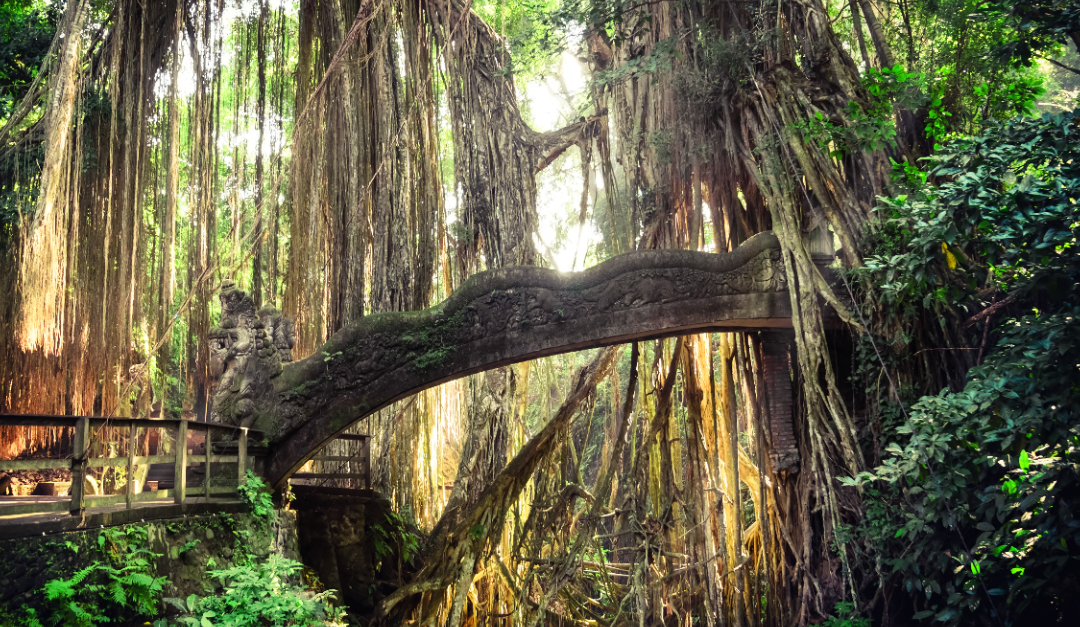 Building Bridges at the Top: The Critical Role of Relationships in Shared Leadership