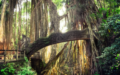 Building Bridges at the Top: The Critical Role of Relationships in Shared Leadership