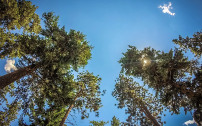 Why Role Differentiation in Leadership Teams is Critical